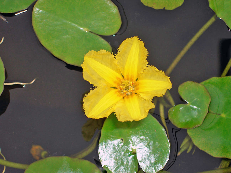 Preview: Nymphoides peltata - gelbe Seekanne